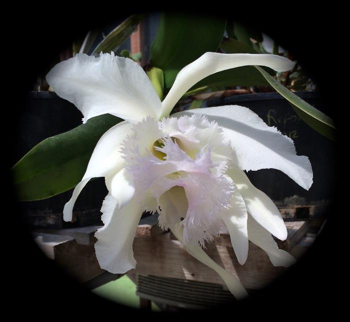 Cattleya Orchid - just one of the Hot House Cattleya Orchids + 75 Cymbidium Plants 