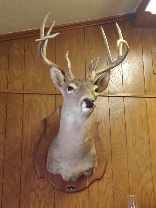 Deer Mount