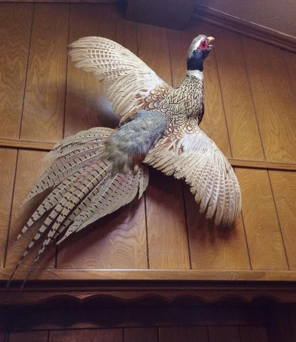 Pheasant Mount