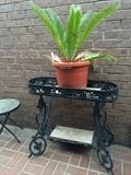                    Palm; patio planter