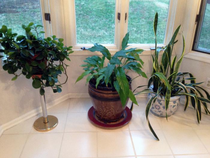 ALL HOUSE PLANTS FOR SALE