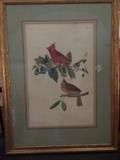 Audubon Cardinal Grosbeak, original Havel elephant portfolio. Watermarked J Watman