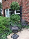 Pair of Topiary Plants in Large Urns