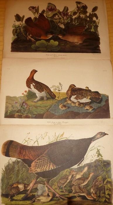 Wild Turkey, Willow Grous, Key-West Dove Engraved, Drawn from Nature by J.J. Audubon. Printed & Coloured by R. Havell 1834 