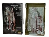1974 Lindberg The Visible Human Body Kit