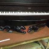 Nice selection of black panthers too