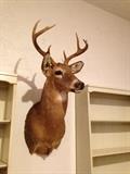 8 point mounted buck