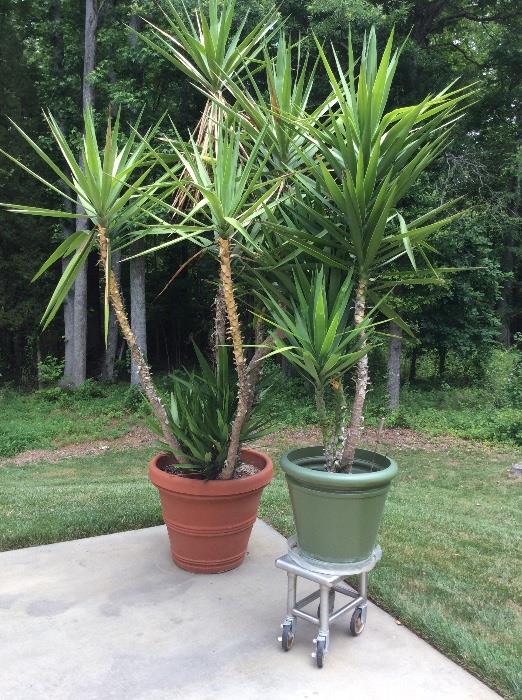 This home has so much stuff, Yucca plants 