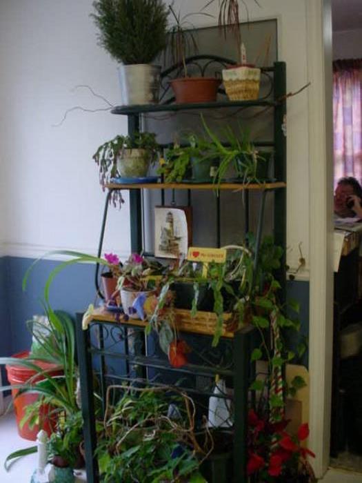 Nice bakers rack and many house plants