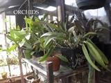 ORCHID SHELF