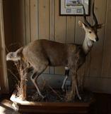 Limpopo Bushbuck  Botswana