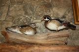 Wood Ducks            North America