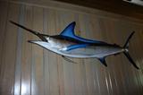 White Marlin           Gulf of Mexico