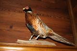 Pheasant                South Dakota