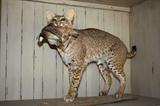 Bobcat with Quail    Alabama