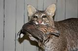 Bobcat with Quail    Alabama