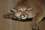 Cougar                   Montana