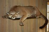 Cougar                   Montana