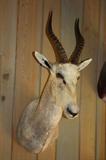 White Blesbok        South Africa
