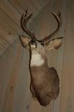 Mule Deer              Montana