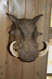 Wart Hog                 South Africa
