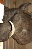 Wart Hog                 South Africa