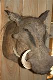 Wart Hog                 South Africa
