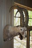 Siberian Ibex         Mongolia