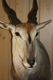 Eland                      South Africa