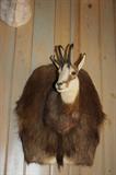 Chamois                  New Zealand