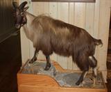 Himalayan Tahr      New Zealand