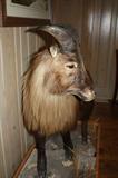 Himalayan Tahr      New Zealand