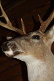 Whitetail                   (Our farm)