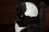 Hooded Merganser   Alabama