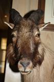 Himalayan Tahr      New Zealand