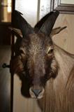 Himalayan Tahr      New Zealand