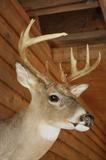 White Tail deer         (Our Farm)