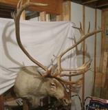 Caribou Taxidermy
