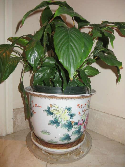 CHINESE POT WITH PLANT

