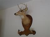 7pt White Tailed Deer, mounted (1971)