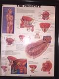 PHYSICIANS UROLOGY POSTERS