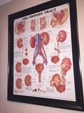 PHYSICIANS UROLOGY POSTERS