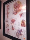 PHYSICIANS UROLOGY POSTERS
