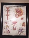 PHYSICIANS UROLOGY POSTERS