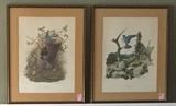 Bird Lithographs