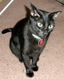 Friendly "Felix" 2.5 yrs old declawed & neutered - Free to good home