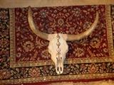 Cow Skull