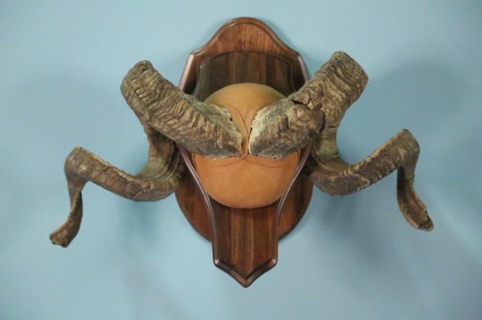 Ram horns