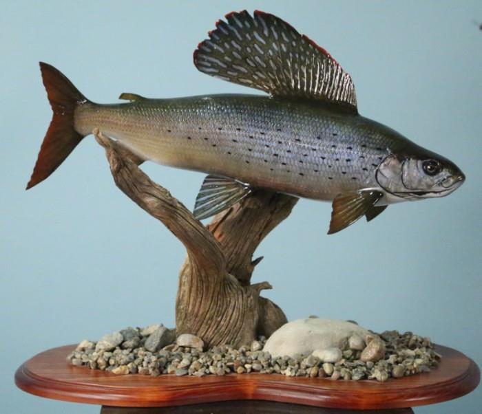 mounted rainbow trout 