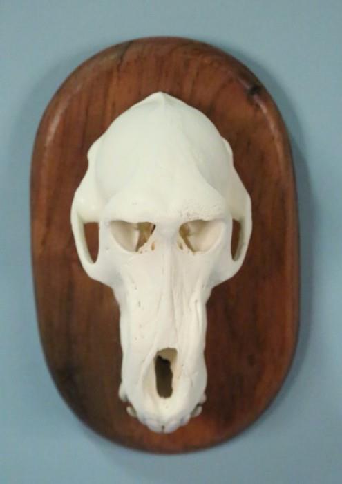 mounted animal skull